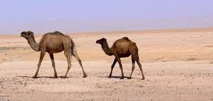 kamel.jpg